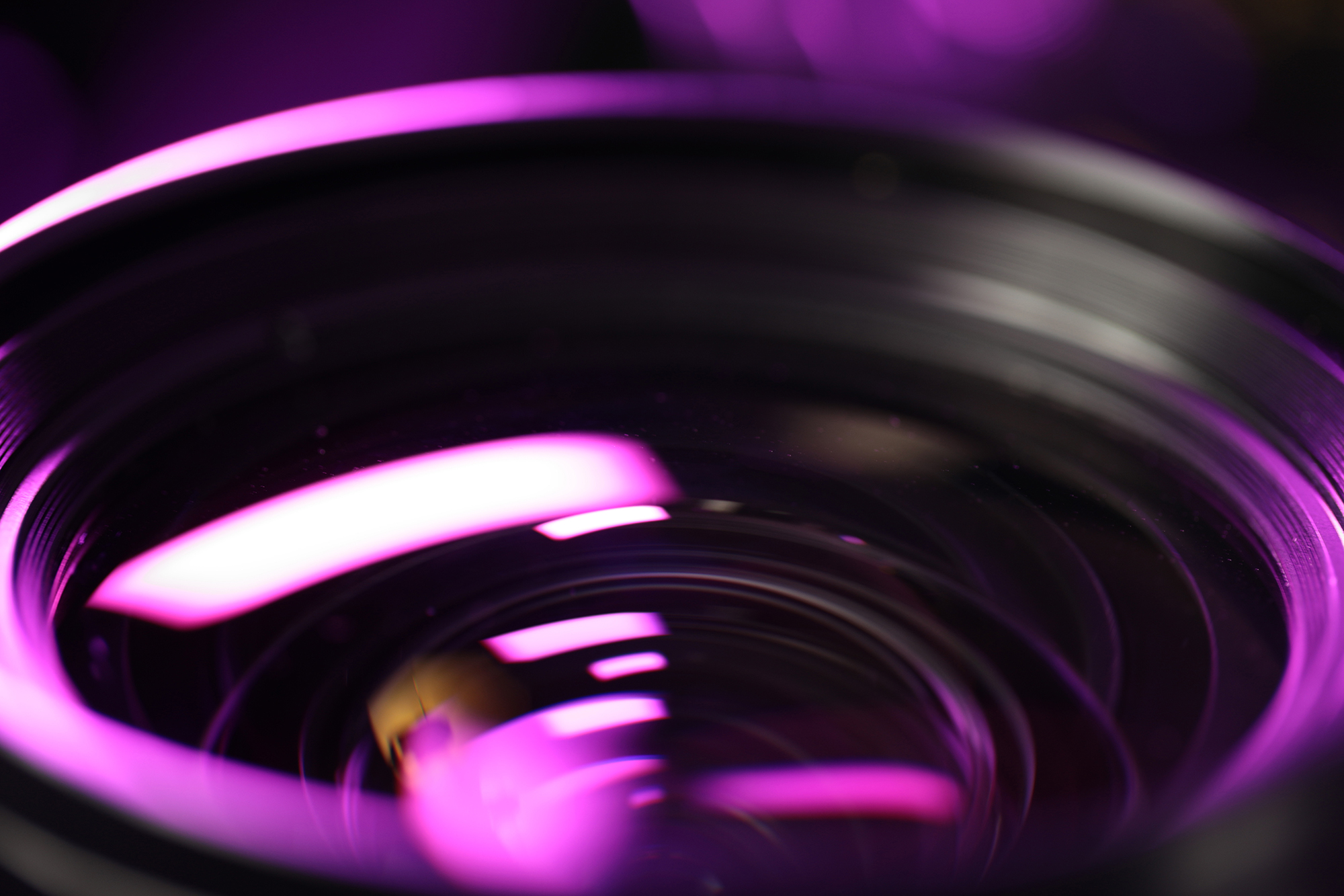 Cooke purple closeup